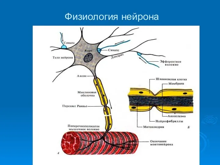 Физиология нейрона