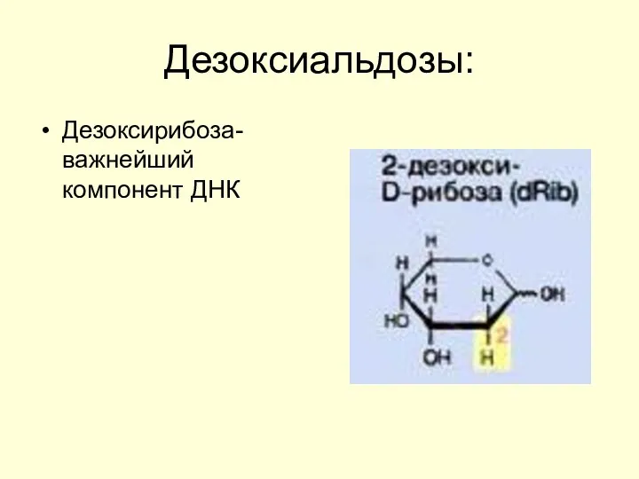 Дезоксиальдозы: Дезоксирибоза- важнейший компонент ДНК