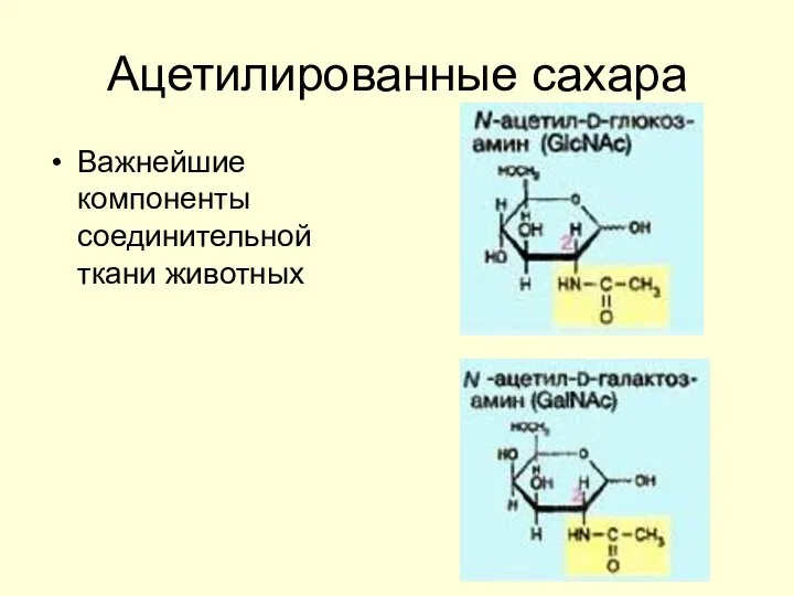 Ацетилированные сахара Важнейшие компоненты соединительной ткани животных