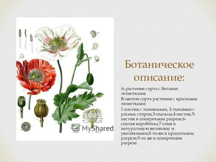 Ботаническое описание: А-растение сорта с белыми лепестками; В-цветок сорта растения с красными