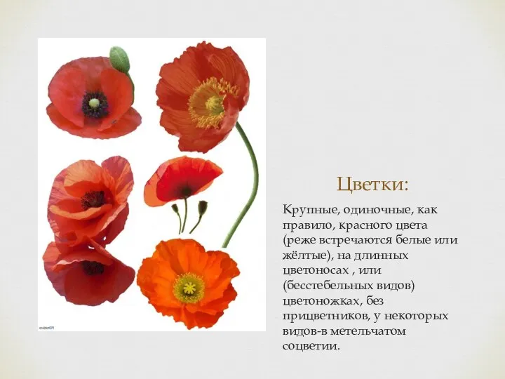 Цветки: Крупные, одиночные, как правило, красного цвета (реже встречаются белые или жёлтые),