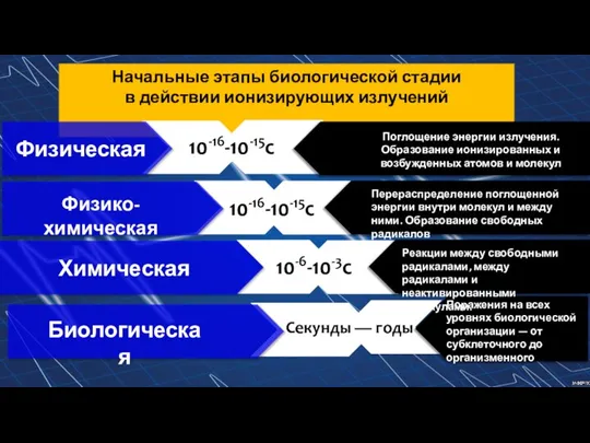 Начальные этапы биологической стадии в действии ионизирующих излучений 10-16-10-15с Химическая Физико-химическая 10-16-10-15с