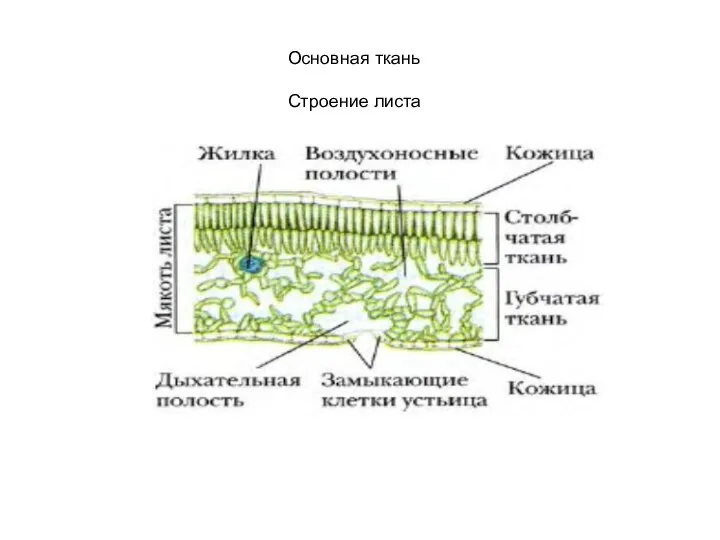 Строение листа Основная ткань