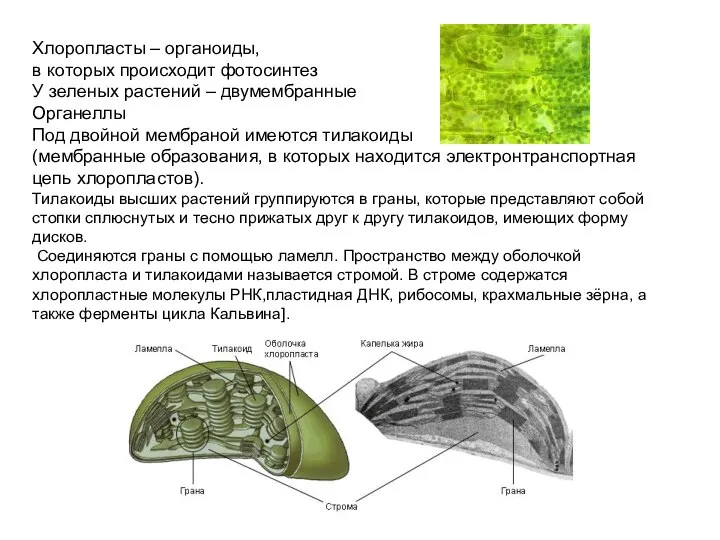 Хлоропласты – органоиды, в которых происходит фотосинтез У зеленых растений – двумембранные