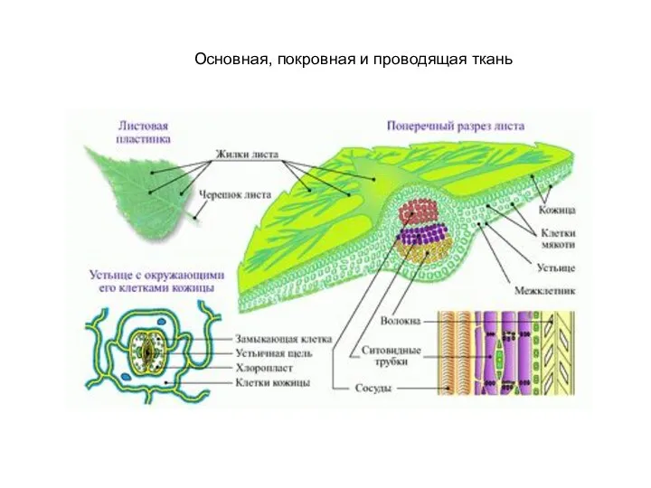 Основная, покровная и проводящая ткань