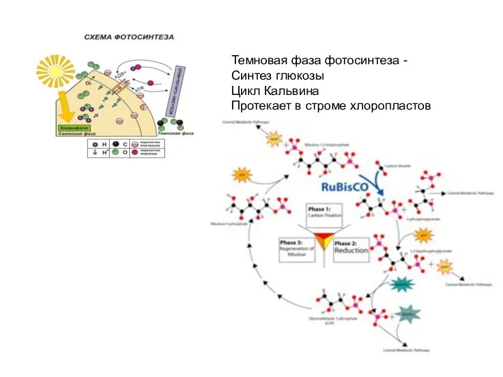 Темновая фаза фотосинтеза - Синтез глюкозы Цикл Кальвина Протекает в строме хлоропластов