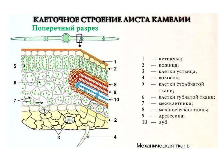 Механическая ткань