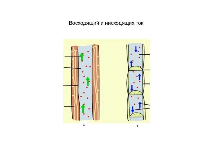 Восходящий и нисходящих ток