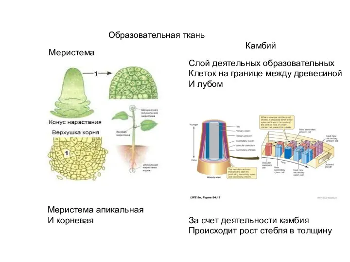 Образовательная ткань Меристема Камбий Меристема апикальная И корневая Слой деятельных образовательных Клеток