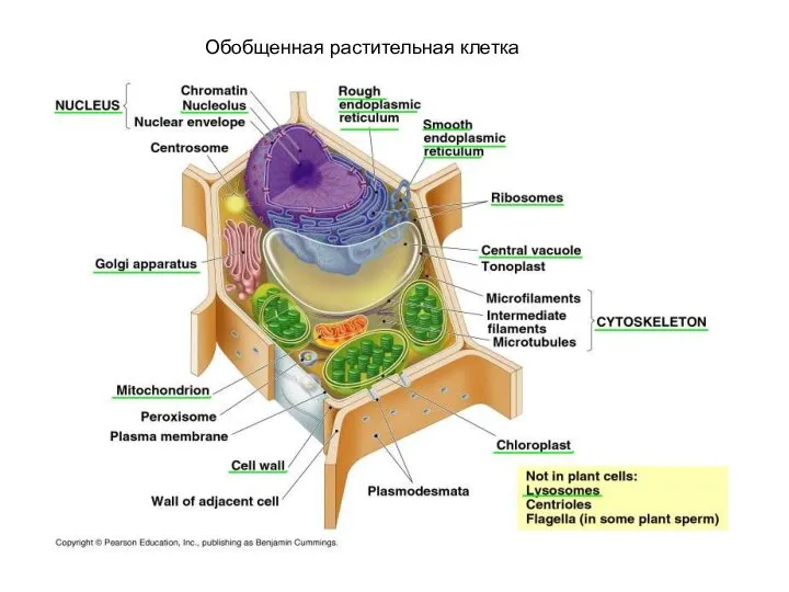 Обобщенная растительная клетка