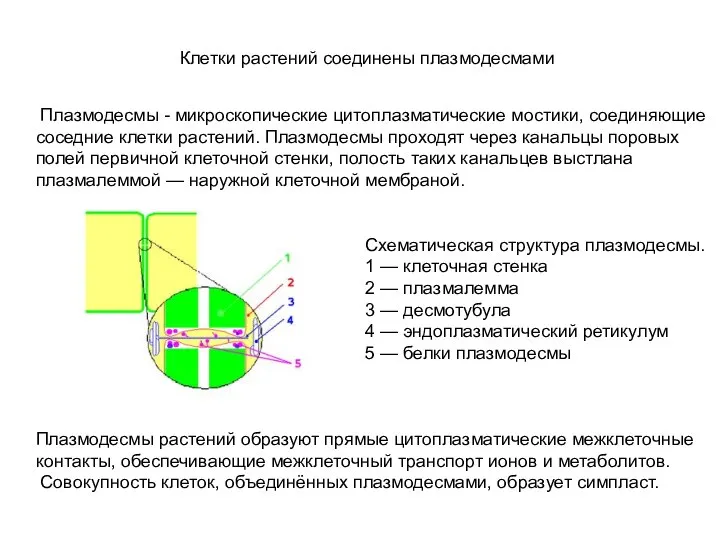 Клетки растений соединены плазмодесмами Плазмодесмы - микроскопические цитоплазматические мостики, соединяющие соседние клетки