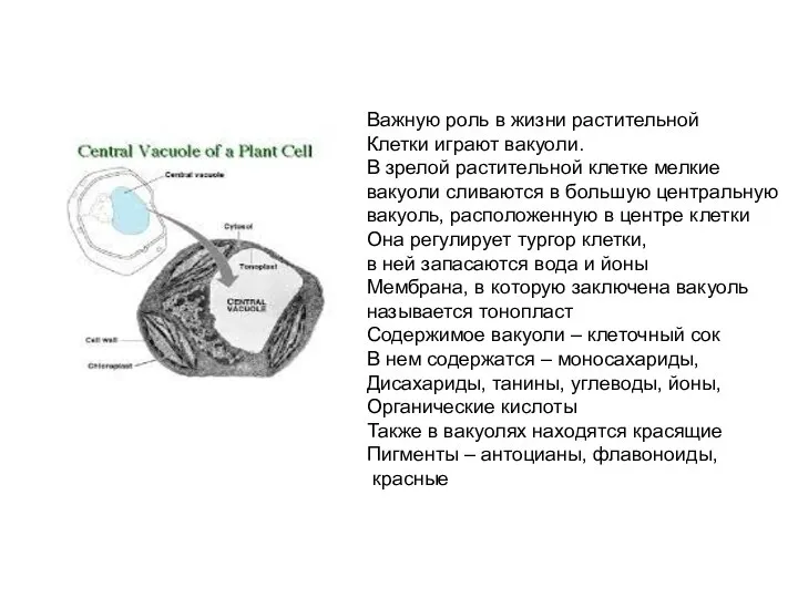 Важную роль в жизни растительной Клетки играют вакуоли. В зрелой растительной клетке