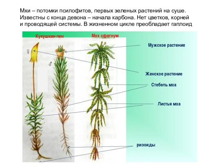 Мхи – потомки псилофитов, первых зеленых растений на суше. Известны с конца