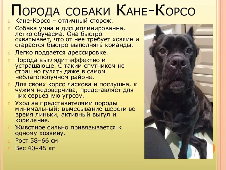 Порода собаки Кане-Корсо Кане-Корсо – отличный сторож. Собака умна и дисциплинированна, легко