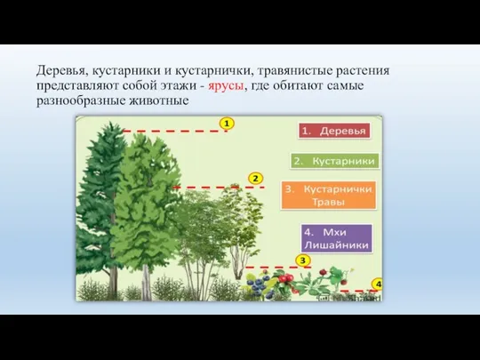 Деревья, кустарники и кустарнички, травянистые растения представляют собой этажи - ярусы, где обитают самые разнообразные животные