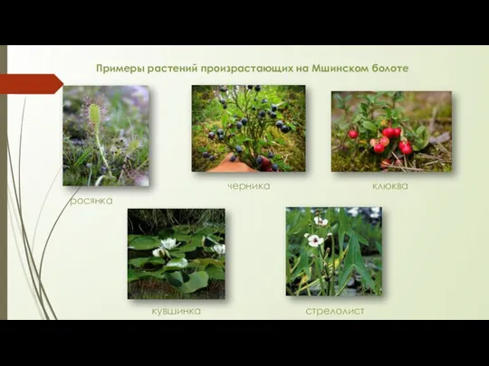 росянка Примеры растений произрастающих на Мшинском болоте клюква черника кувшинка стрелолист