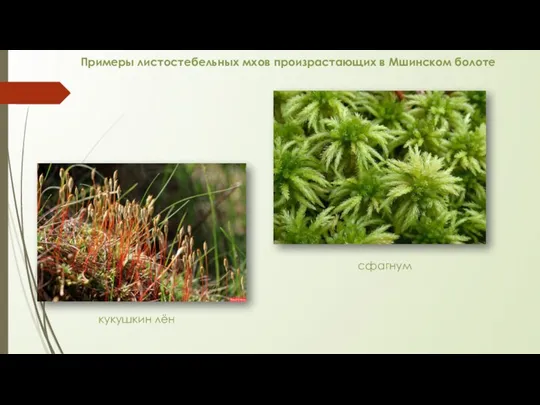 Примеры листостебельных мхов произрастающих в Мшинском болоте кукушкин лён сфагнум