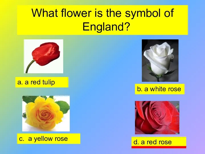 What flower is the symbol of England? d. a red rose b.