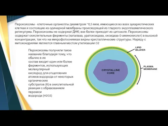 Пероксисомы - клеточные органеллы диаметром ~0,5 мкм, имеющиеся во всех эукариотических клетках