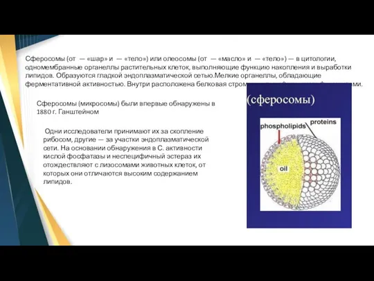 Сферосомы (от — «шар» и — «тело») или олеосомы (от — «масло»