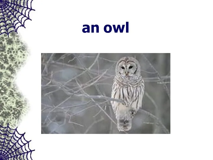 an owl