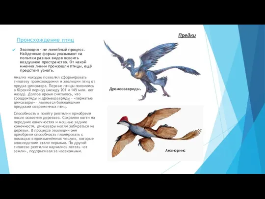 Происхождение птиц Эволюция – не линейный процесс. Найденные формы указывают на попытки