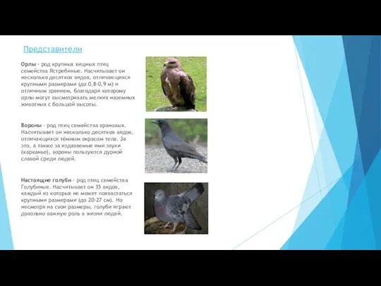 Представители Орлы - род крупных хищных птиц семейства Ястребиные. Насчитывает он несколько