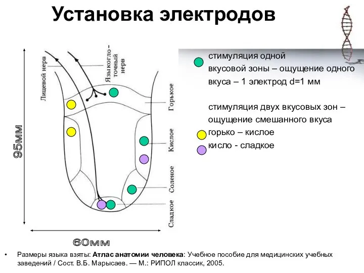 Установка электродов Размеры языка взяты: Атлас анатомии человека: Учебное пособие для медицинских