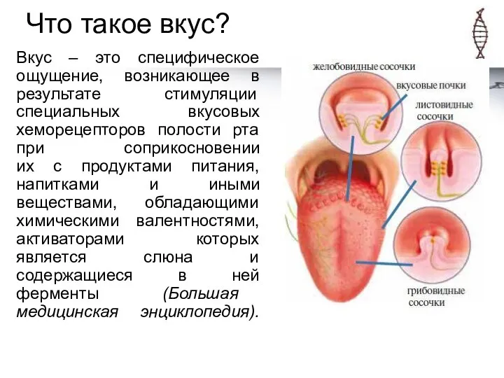 Что такое вкус? Вкус – это специфическое ощущение, возникающее в результате стимуляции