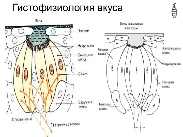 Гистофизиология вкуса