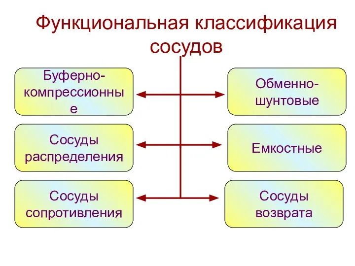 Функциональная классификация сосудов Буферно- компрессионные Сосуды распределения Сосуды сопротивления Обменно- шунтовые Емкостные Сосуды возврата