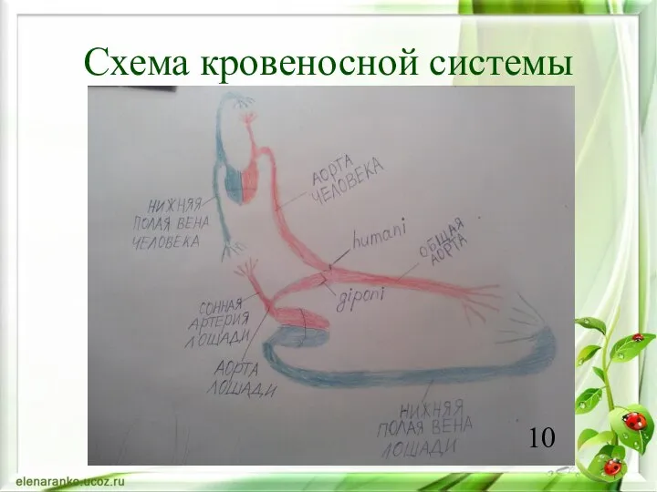 Схема кровеносной системы 10