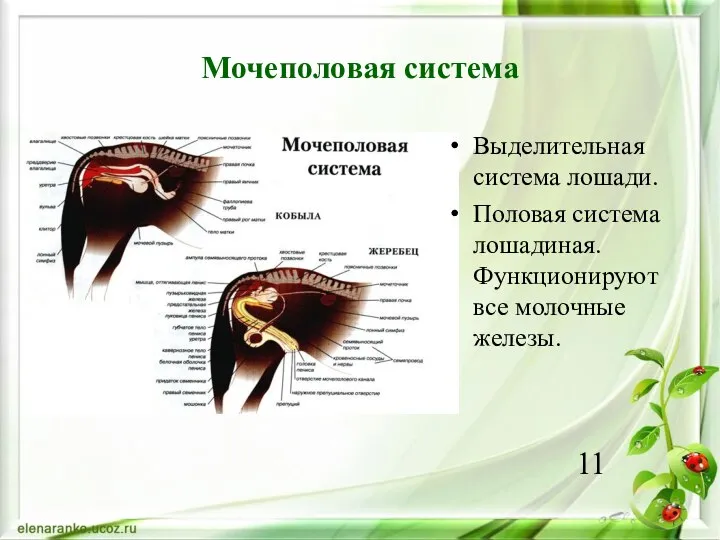 Мочеполовая система Выделительная система лошади. Половая система лошадиная. Функционируют все молочные железы. 11