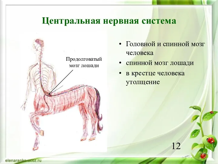 Центральная нервная система Головной и спинной мозг человека спинной мозг лошади в