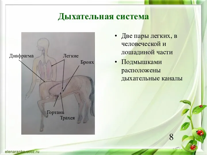 Дыхательная система Две пары легких, в человеческой и лошадиной части Подмышками расположены
