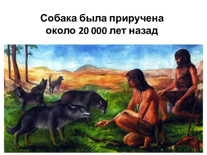 Собака была приручена около 20 000 лет назад