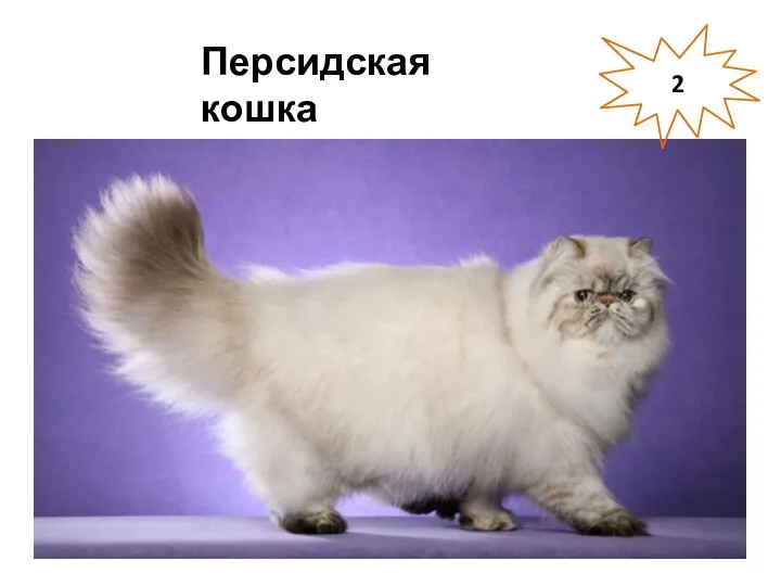 Персидская кошка 2