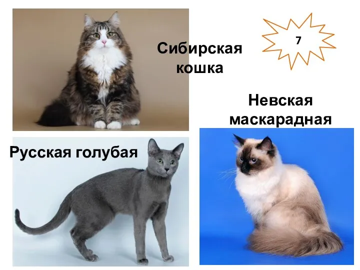 7 Сибирская кошка Русская голубая Невская маскарадная