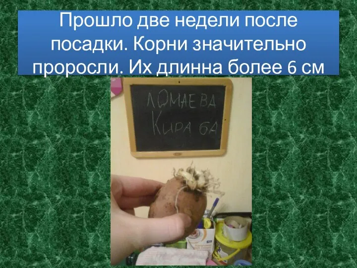 Прошло две недели после посадки. Корни значительно проросли. Их длинна более 6 см