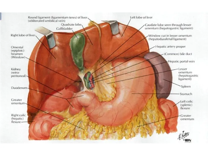 Про связки печени. С гепатодуоенале. И заодно сумки
