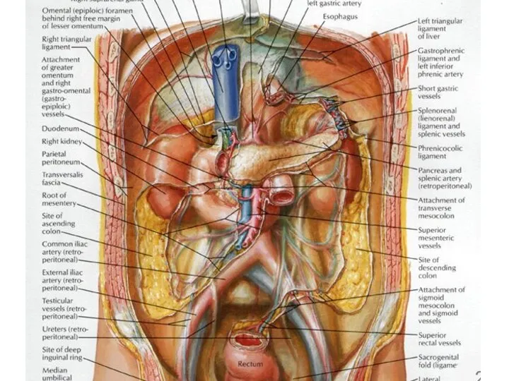Про Винслово отверстие тут и печеночно-почечную связку. Можно рассказать Что ее рассекают