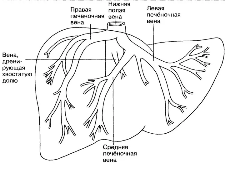 Кавальные ворота и печеночные вены