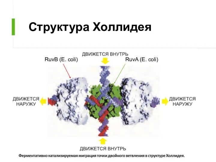 Структура Холлидея RuvA (E. coli) RuvB (E. coli)