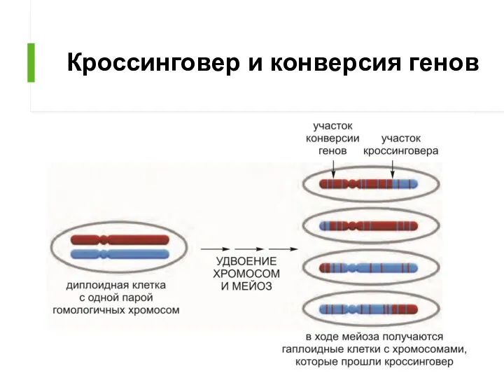 Кроссинговер и конверсия генов