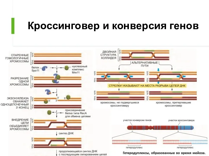 Кроссинговер и конверсия генов