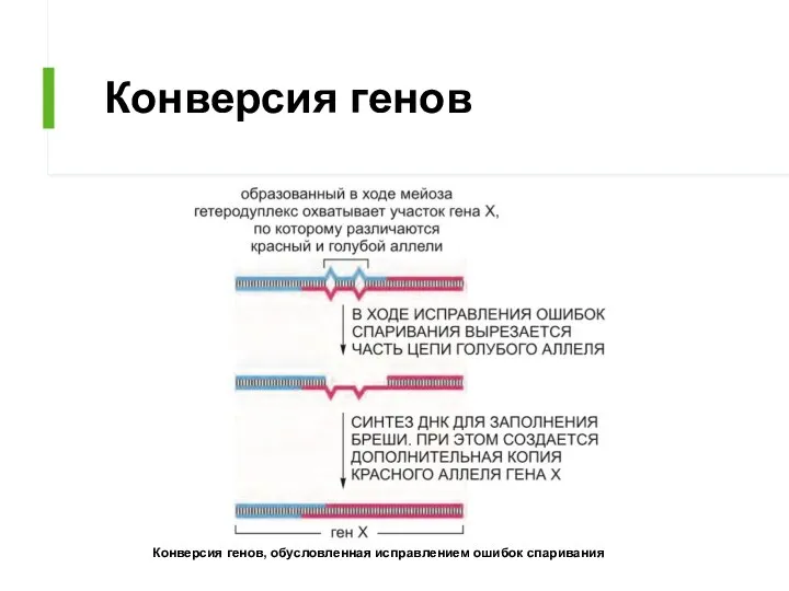 Конверсия генов Конверсия генов, обусловленная исправлением ошибок спаривания