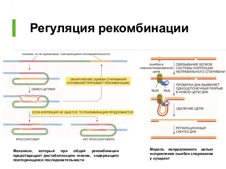 Регуляция рекомбинации Модель направляемого цепью исправления ошибок спаривания у эукариот Механизм, который