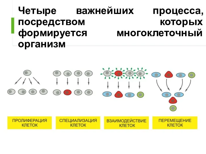 Четыре важнейших процесса, посредством которых формируется многоклеточный организм