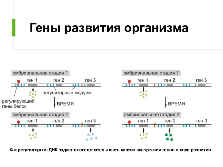 Гены развития организма Как регуляторная ДНК задает последовательность картин экспрессии генов в ходе развития.