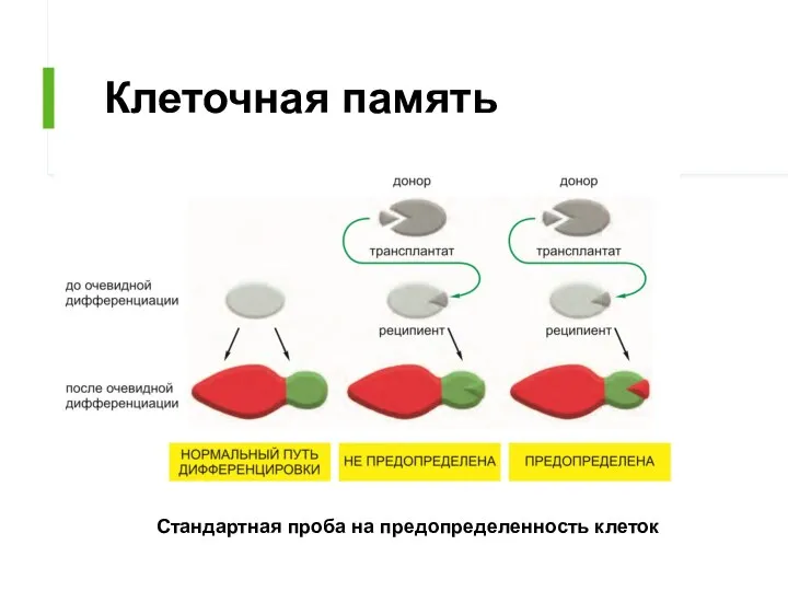 Клеточная память Стандартная проба на предопределенность клеток